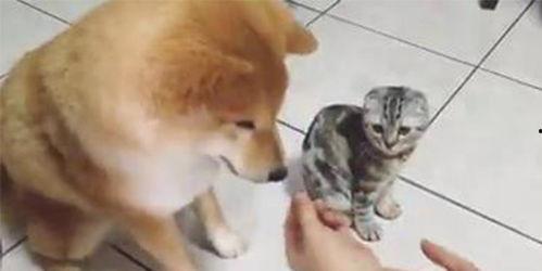 折耳猫娱乐吃瓜君