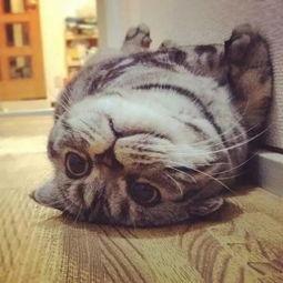 折耳猫娱乐吃瓜君