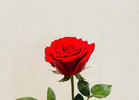 娱乐吃瓜酱玫瑰